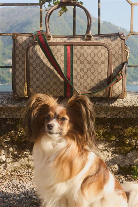 pet met gucci erop|mytheresa gucci pets.